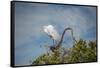 USA, Florida, Orlando, Great Egret, Gatorland-Lisa S. Engelbrecht-Framed Stretched Canvas