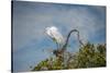 USA, Florida, Orlando, Great Egret, Gatorland-Lisa S. Engelbrecht-Stretched Canvas