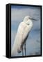 USA, Florida, Orlando, Great Egret, Gatorland-Lisa S. Engelbrecht-Framed Stretched Canvas