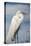 USA, Florida, Orlando, Great Egret, Gatorland-Lisa S. Engelbrecht-Stretched Canvas