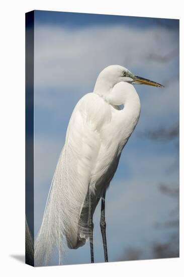 USA, Florida, Orlando, Great Egret, Gatorland-Lisa S. Engelbrecht-Stretched Canvas