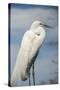 USA, Florida, Orlando, Great Egret, Gatorland-Lisa S. Engelbrecht-Stretched Canvas