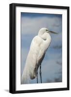 USA, Florida, Orlando, Great Egret, Gatorland-Lisa S. Engelbrecht-Framed Photographic Print