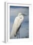 USA, Florida, Orlando, Great Egret, Gatorland-Lisa S. Engelbrecht-Framed Photographic Print
