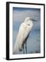 USA, Florida, Orlando, Great Egret, Gatorland-Lisa S. Engelbrecht-Framed Photographic Print