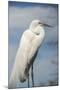 USA, Florida, Orlando, Great Egret, Gatorland-Lisa S. Engelbrecht-Mounted Photographic Print