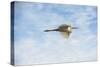 USA, Florida, Orlando, Great Egret, Gatorland-Lisa S. Engelbrecht-Stretched Canvas