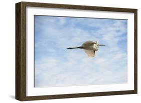 USA, Florida, Orlando, Great Egret, Gatorland-Lisa S. Engelbrecht-Framed Photographic Print