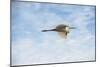 USA, Florida, Orlando, Great Egret, Gatorland-Lisa S. Engelbrecht-Mounted Photographic Print