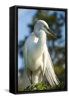 USA, Florida, Orlando, Great Egret, Gatorland-Lisa S. Engelbrecht-Framed Stretched Canvas