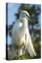 USA, Florida, Orlando, Great Egret, Gatorland-Lisa S. Engelbrecht-Stretched Canvas