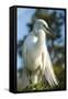 USA, Florida, Orlando, Great Egret, Gatorland-Lisa S. Engelbrecht-Framed Stretched Canvas