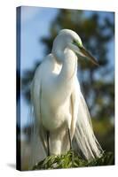 USA, Florida, Orlando, Great Egret, Gatorland-Lisa S. Engelbrecht-Stretched Canvas