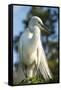 USA, Florida, Orlando, Great Egret, Gatorland-Lisa S. Engelbrecht-Framed Stretched Canvas