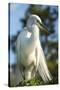 USA, Florida, Orlando, Great Egret, Gatorland-Lisa S. Engelbrecht-Stretched Canvas