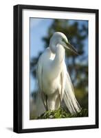 USA, Florida, Orlando, Great Egret, Gatorland-Lisa S. Engelbrecht-Framed Premium Photographic Print