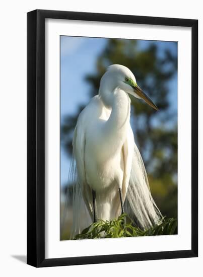 USA, Florida, Orlando, Great Egret, Gatorland-Lisa S. Engelbrecht-Framed Premium Photographic Print