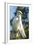 USA, Florida, Orlando, Great Egret, Gatorland-Lisa S. Engelbrecht-Framed Premium Photographic Print