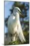 USA, Florida, Orlando, Great Egret, Gatorland-Lisa S. Engelbrecht-Mounted Premium Photographic Print