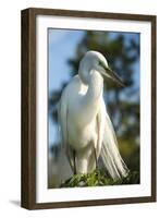 USA, Florida, Orlando, Great Egret, Gatorland-Lisa S. Engelbrecht-Framed Photographic Print