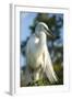 USA, Florida, Orlando, Great Egret, Gatorland-Lisa S. Engelbrecht-Framed Photographic Print