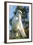 USA, Florida, Orlando, Great Egret, Gatorland-Lisa S. Engelbrecht-Framed Photographic Print