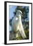 USA, Florida, Orlando, Great Egret, Gatorland-Lisa S. Engelbrecht-Framed Photographic Print