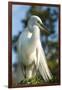 USA, Florida, Orlando, Great Egret, Gatorland-Lisa S. Engelbrecht-Framed Photographic Print