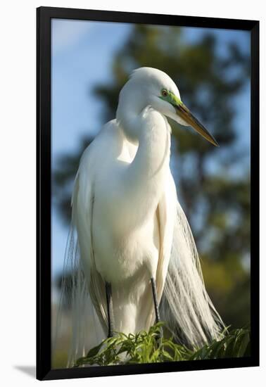 USA, Florida, Orlando, Great Egret, Gatorland-Lisa S. Engelbrecht-Framed Photographic Print