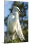 USA, Florida, Orlando, Great Egret, Gatorland-Lisa S. Engelbrecht-Mounted Premium Photographic Print