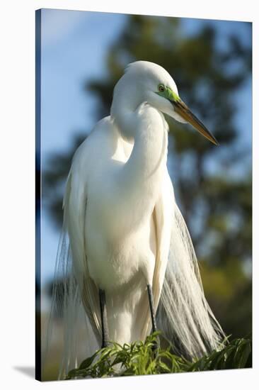 USA, Florida, Orlando, Great Egret, Gatorland-Lisa S. Engelbrecht-Stretched Canvas