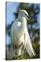 USA, Florida, Orlando, Great Egret, Gatorland-Lisa S. Engelbrecht-Stretched Canvas