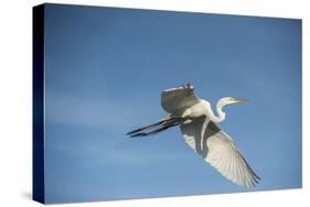 USA, Florida, Orlando, Great Egret, Gatorland-Lisa S. Engelbrecht-Stretched Canvas