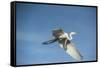 USA, Florida, Orlando, Great Egret, Gatorland-Lisa S. Engelbrecht-Framed Stretched Canvas