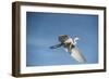 USA, Florida, Orlando, Great Egret, Gatorland-Lisa S. Engelbrecht-Framed Photographic Print