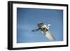 USA, Florida, Orlando, Great Egret, Gatorland-Lisa S. Engelbrecht-Framed Photographic Print