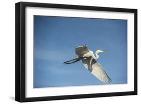 USA, Florida, Orlando, Great Egret, Gatorland-Lisa S. Engelbrecht-Framed Photographic Print