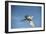 USA, Florida, Orlando, Great Egret, Gatorland-Lisa S. Engelbrecht-Framed Photographic Print