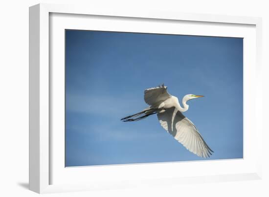 USA, Florida, Orlando, Great Egret, Gatorland-Lisa S. Engelbrecht-Framed Photographic Print