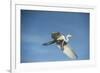 USA, Florida, Orlando, Great Egret, Gatorland-Lisa S. Engelbrecht-Framed Photographic Print