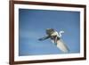 USA, Florida, Orlando, Great Egret, Gatorland-Lisa S. Engelbrecht-Framed Photographic Print