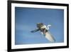 USA, Florida, Orlando, Great Egret, Gatorland-Lisa S. Engelbrecht-Framed Photographic Print