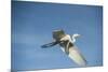 USA, Florida, Orlando, Great Egret, Gatorland-Lisa S. Engelbrecht-Mounted Photographic Print