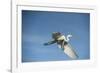 USA, Florida, Orlando, Great Egret, Gatorland-Lisa S. Engelbrecht-Framed Photographic Print