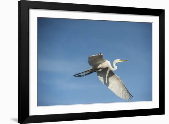 USA, Florida, Orlando, Great Egret, Gatorland-Lisa S. Engelbrecht-Framed Photographic Print