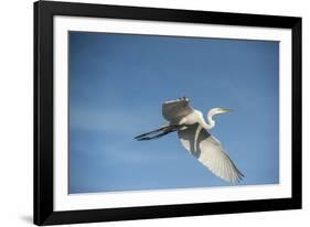 USA, Florida, Orlando, Great Egret, Gatorland-Lisa S. Engelbrecht-Framed Photographic Print