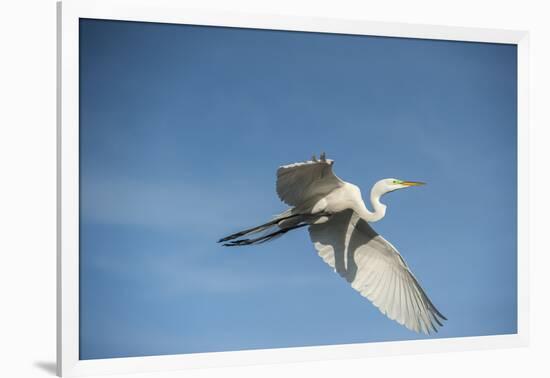 USA, Florida, Orlando, Great Egret, Gatorland-Lisa S. Engelbrecht-Framed Photographic Print