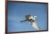 USA, Florida, Orlando, Great Egret, Gatorland-Lisa S. Engelbrecht-Framed Photographic Print