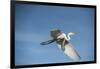 USA, Florida, Orlando, Great Egret, Gatorland-Lisa S. Engelbrecht-Framed Photographic Print