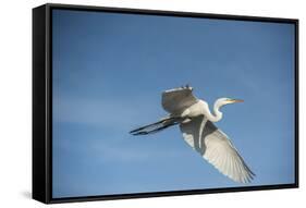 USA, Florida, Orlando, Great Egret, Gatorland-Lisa S. Engelbrecht-Framed Stretched Canvas